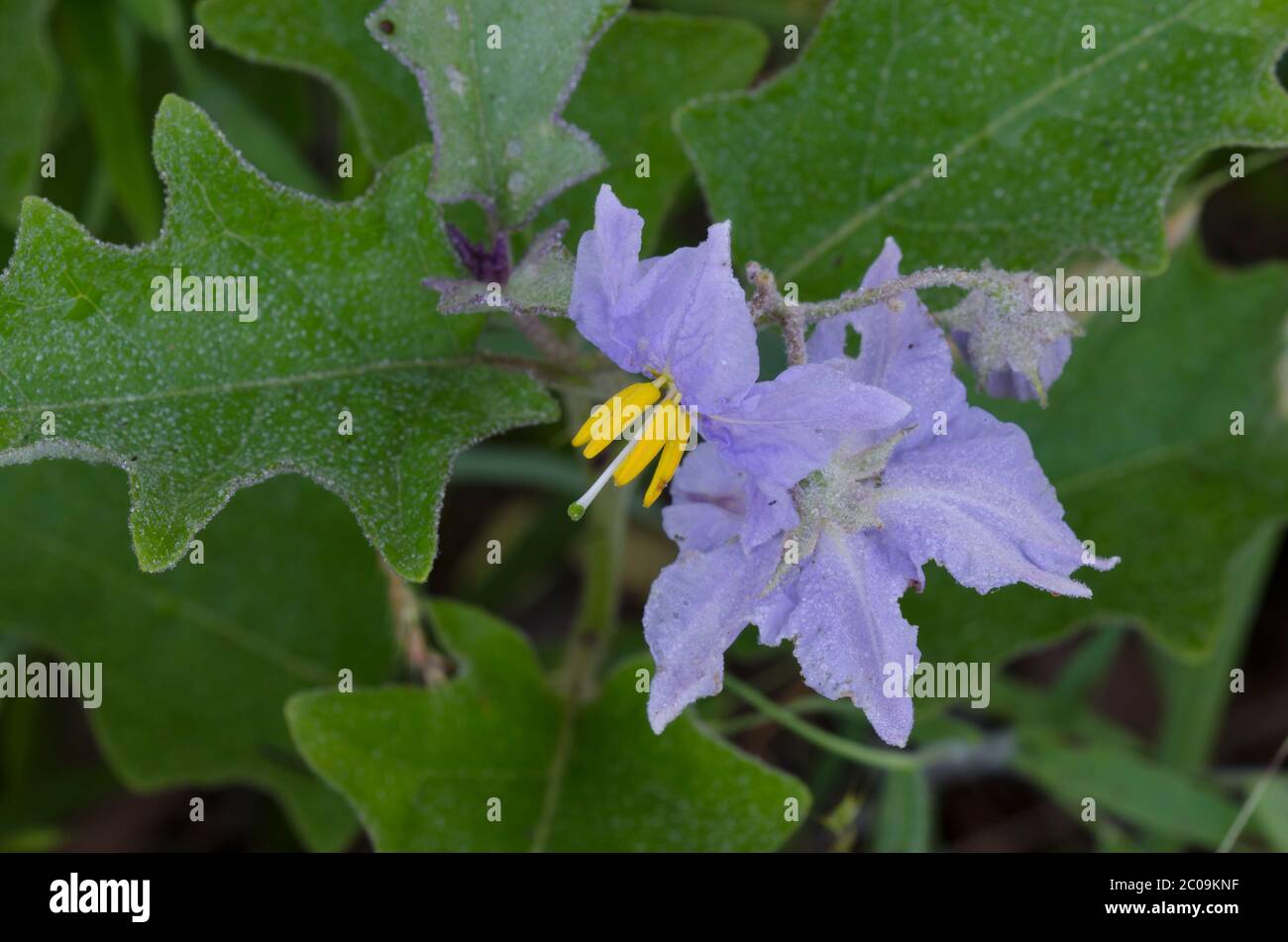 Sombra nocturna, Solanum sp. Foto de stock