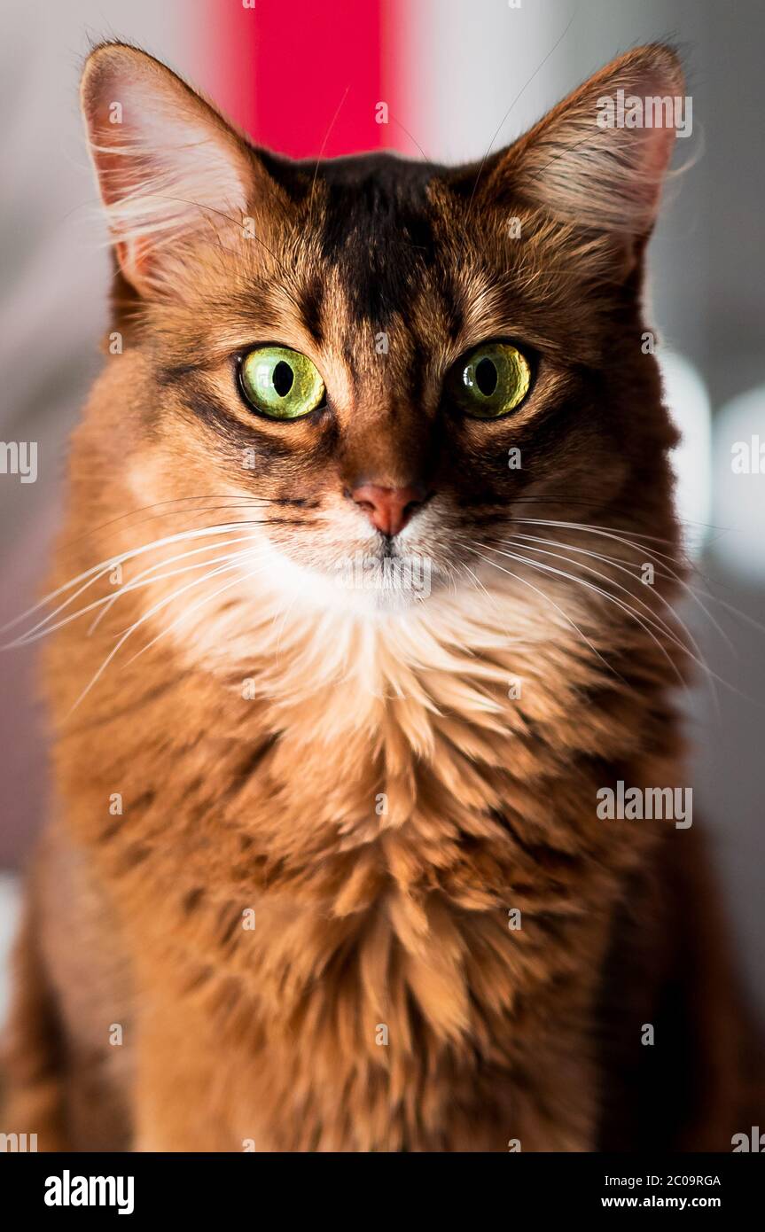 Hermoso gato somalí de ojos verdes mirando directamente a la cámara. Este gato doméstico es muy inteligente y hace una mascota familiar ideal. Foto de stock