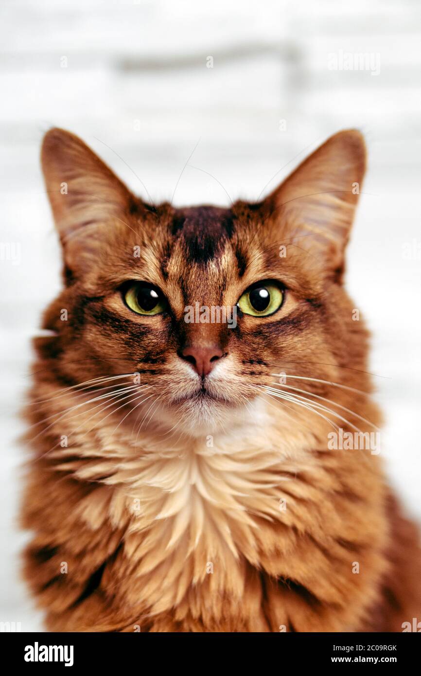 Retrato de una hermosa y ruda gato somalí mirando directamente a la cámara. Este gato doméstico es muy inteligente y hace una mascota familiar ideal Foto de stock