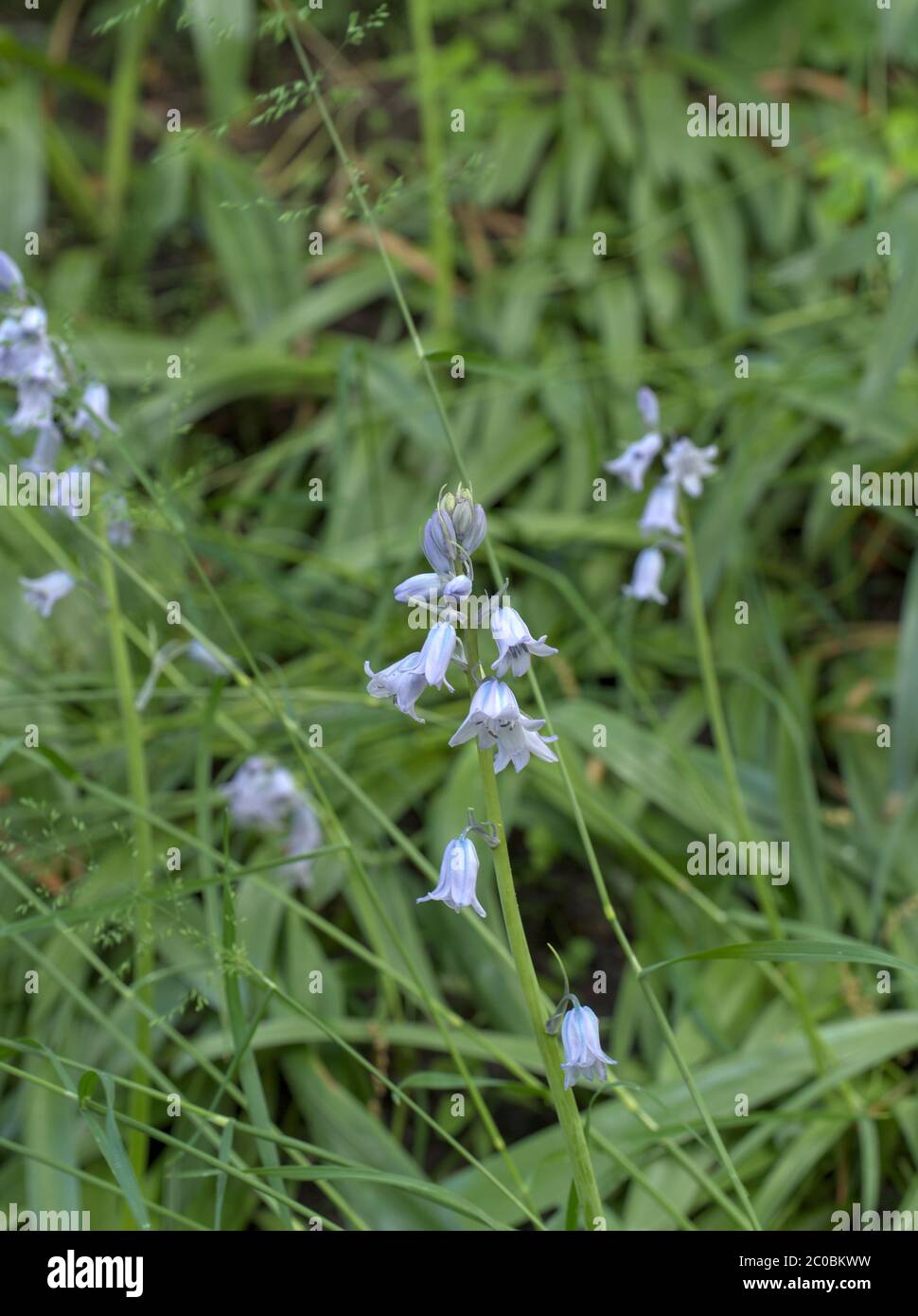 Asparagaceae Hyacinthoides hyacinthus nombre común Campana azul. Foto de stock
