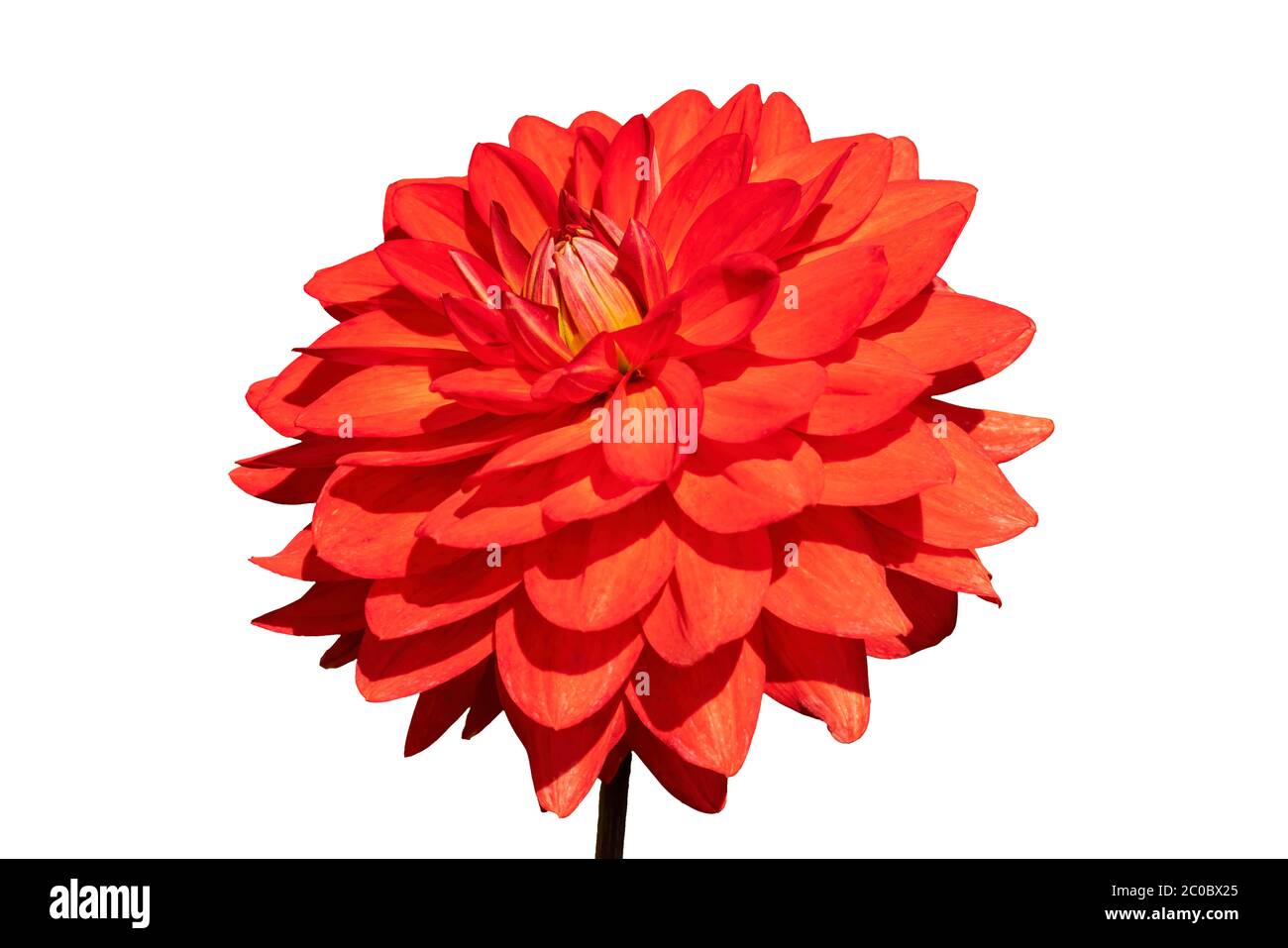 Dahlia 'Taratahi Ruby' una planta herbácea perenne roja tuberosa de verano otoño perenne flor cortada y aislada sobre un fondo blanco Foto de stock