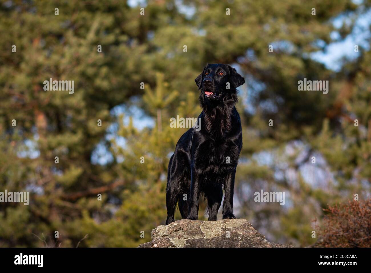 Vista Lateral De Un Lindo Perrito Perro Negro Labrador Retriever Mirando A  La Cámara Fotos, retratos, imágenes y fotografía de archivo libres de  derecho. Image 18640989