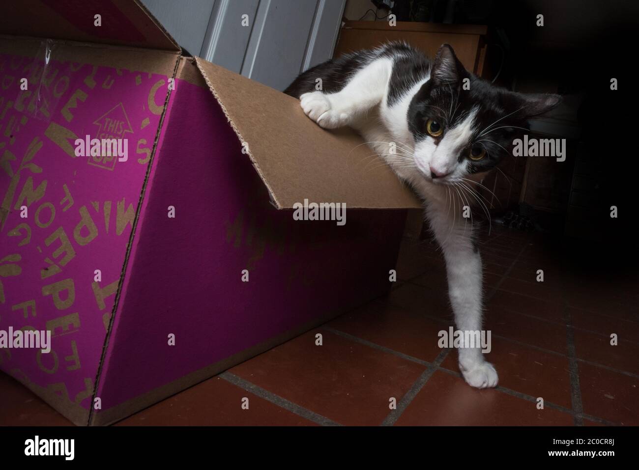 Un gato sube de una caja Foto de stock