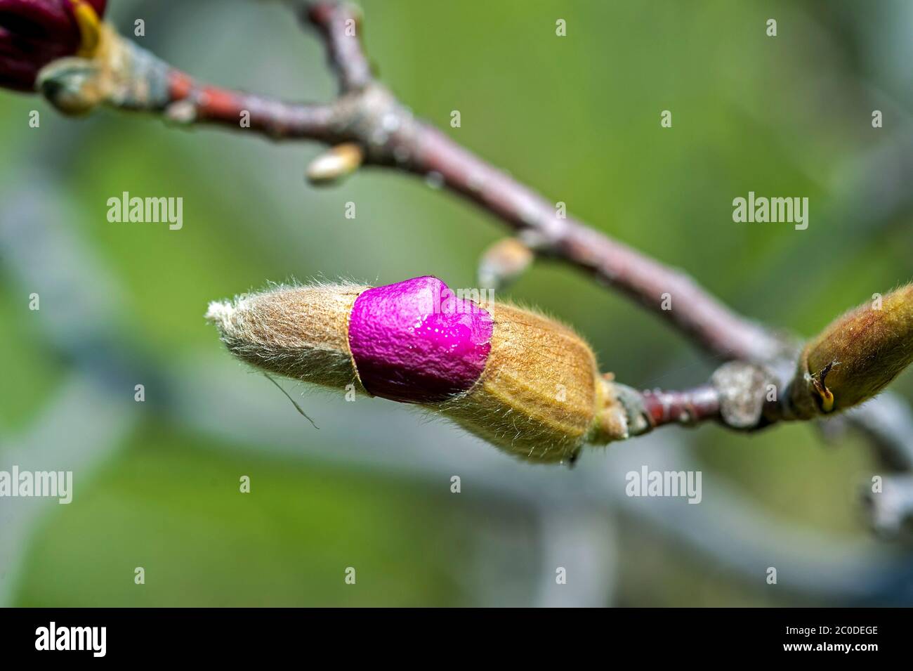 Magnolia brotes apertura. Foto de stock