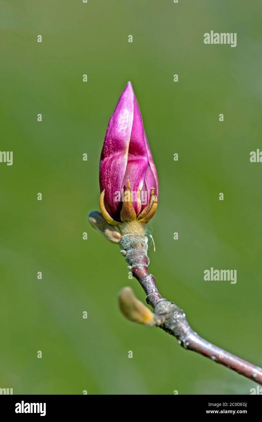Magnolia brotes apertura. Foto de stock