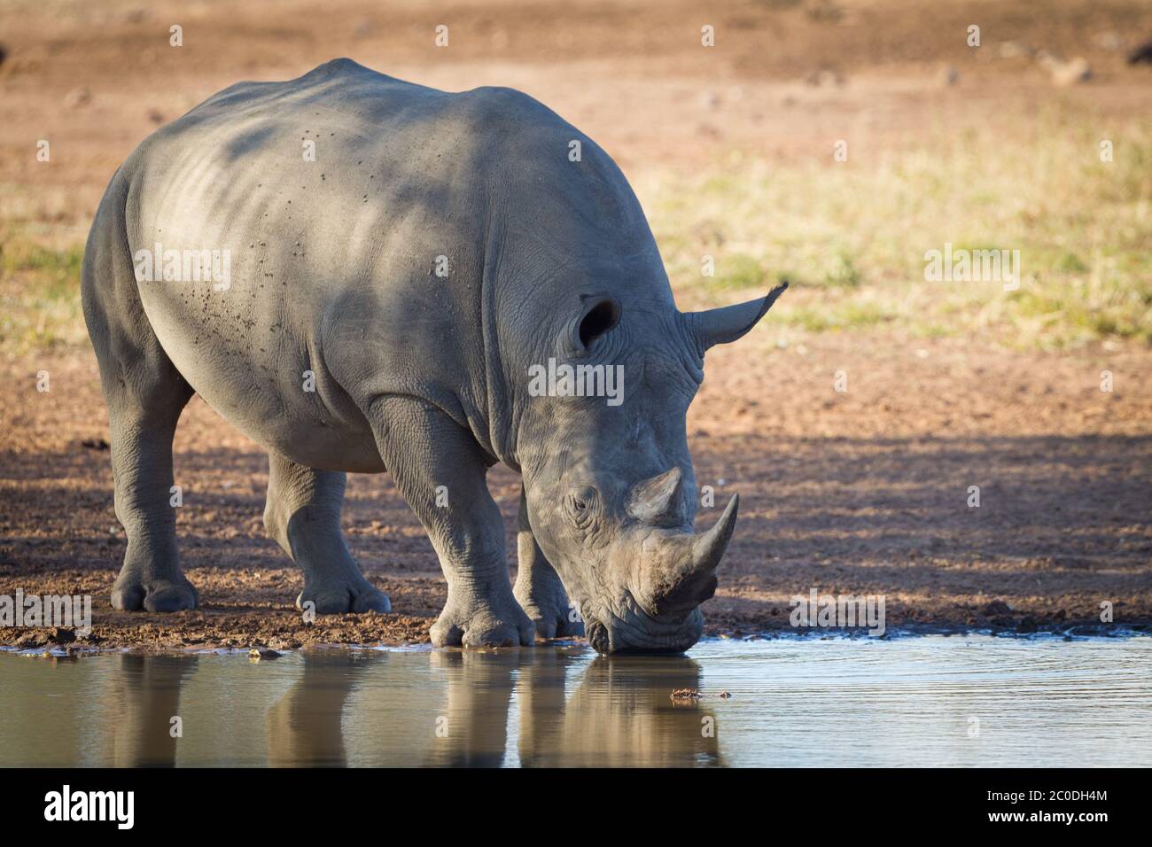 Tiro horizontal de un adulto de rinoceronte blanco bebiendo de una presa en la luz de la tarde caliente en el Parque Kruger de Sudáfrica Foto de stock