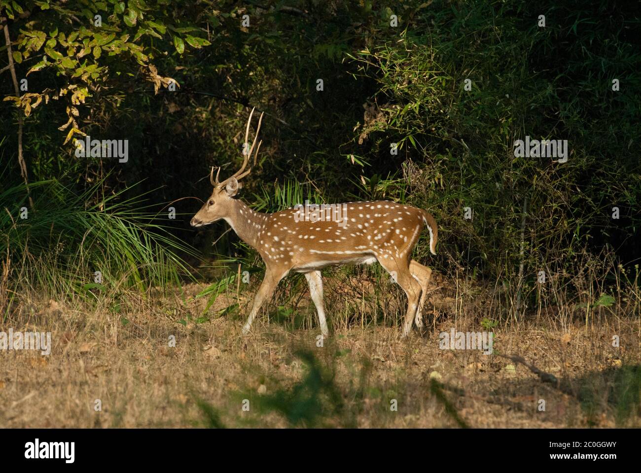 Eje (moteado) ciervo (eje) en el Parque Nacional Bandhavgarh India Foto de stock
