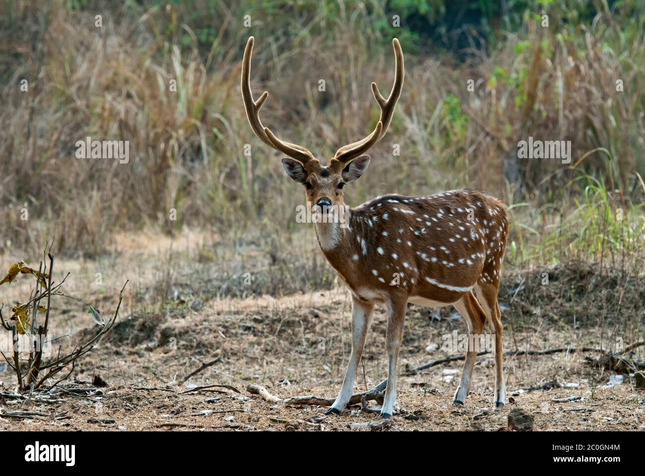 Eje (moteado) ciervo (eje) en el Parque Nacional Bandhavgarh India Foto de stock