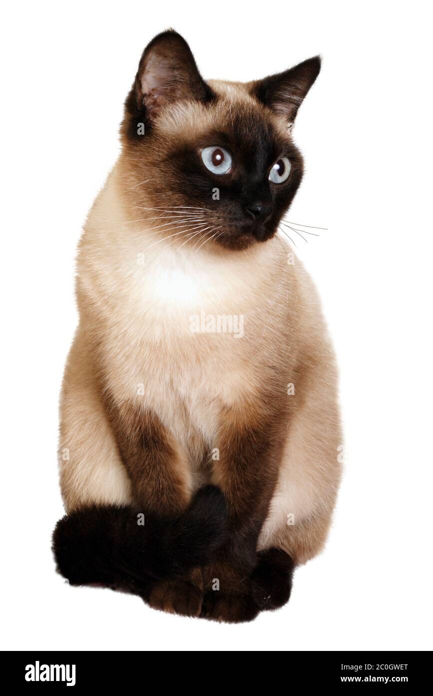 Un gato siamés con ojos azules brillantes aislados en blanco Fotografía