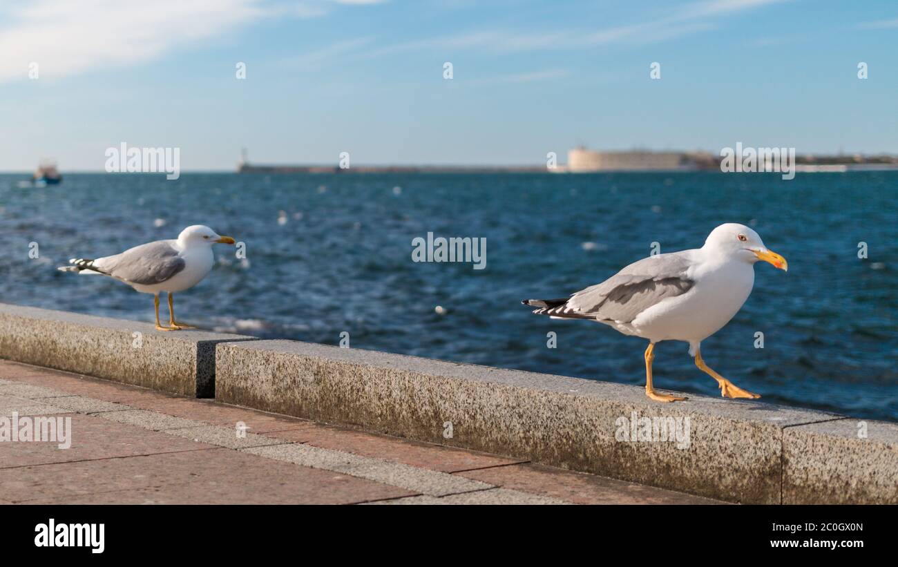 Sospechoso y divertido dos gaviotas aves caminando cuidadosamente en una pared mientras nos mira en frente de un paisaje marino, con un barco pasando por y la ciudad Foto de stock