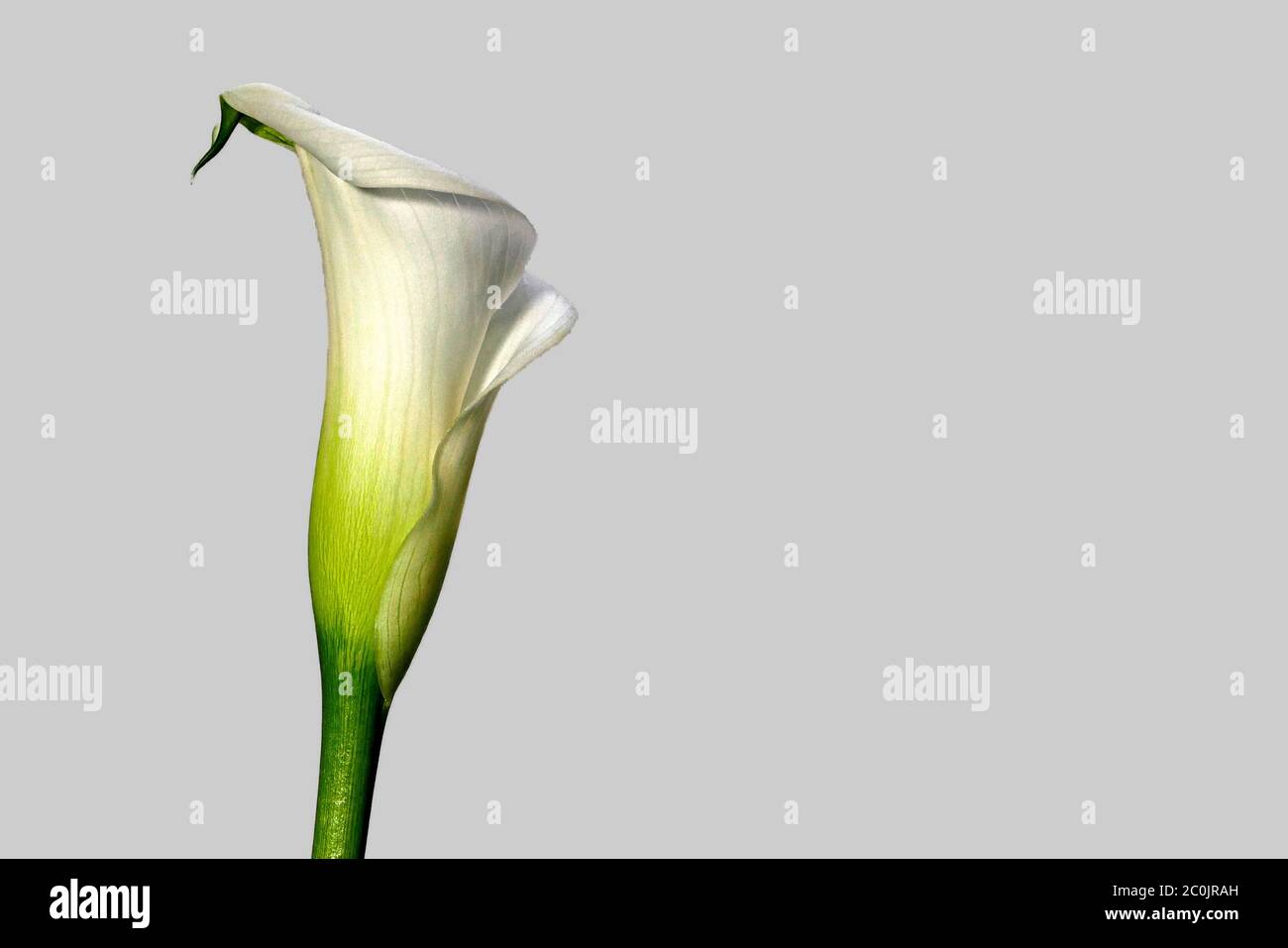 Calla con fondo blanco, lateral, vertical - Zantedeschia aethiopica
