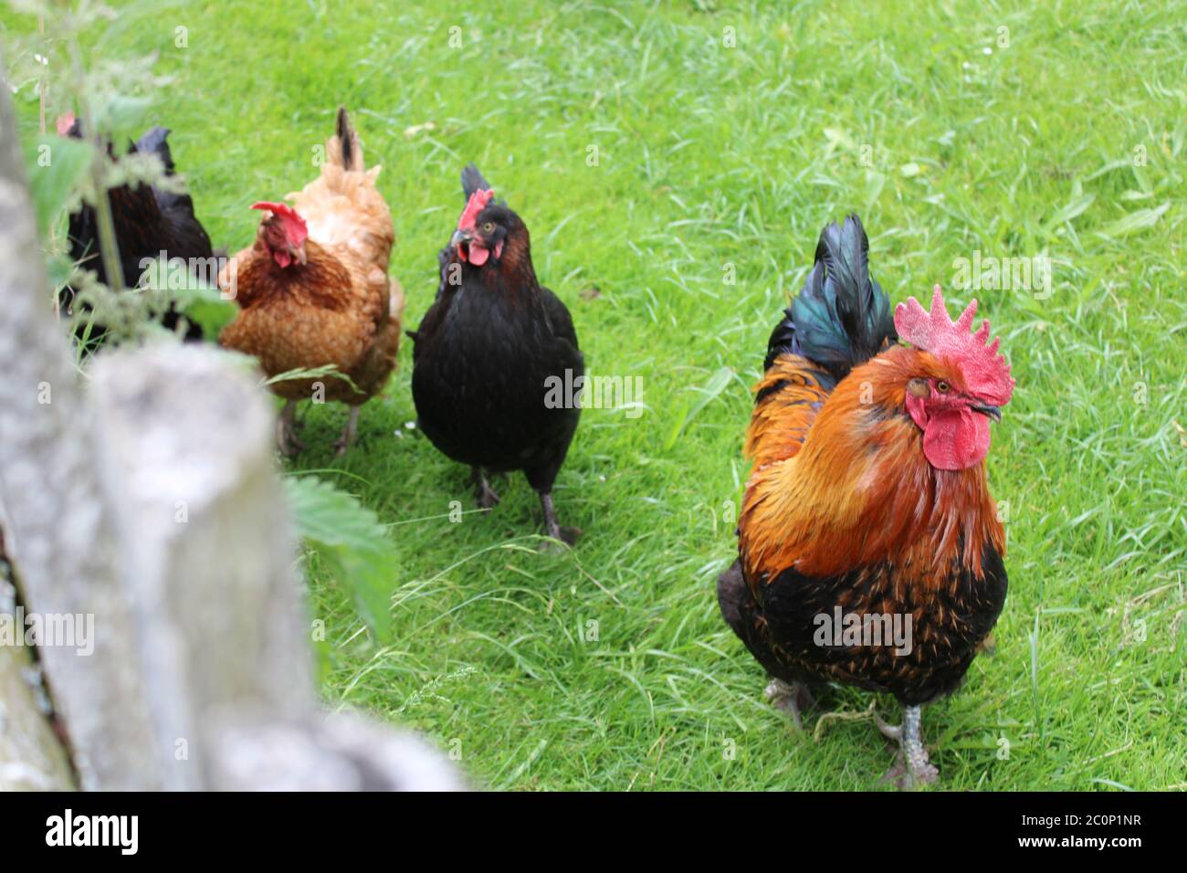 un gallo y sus pollos Foto de stock