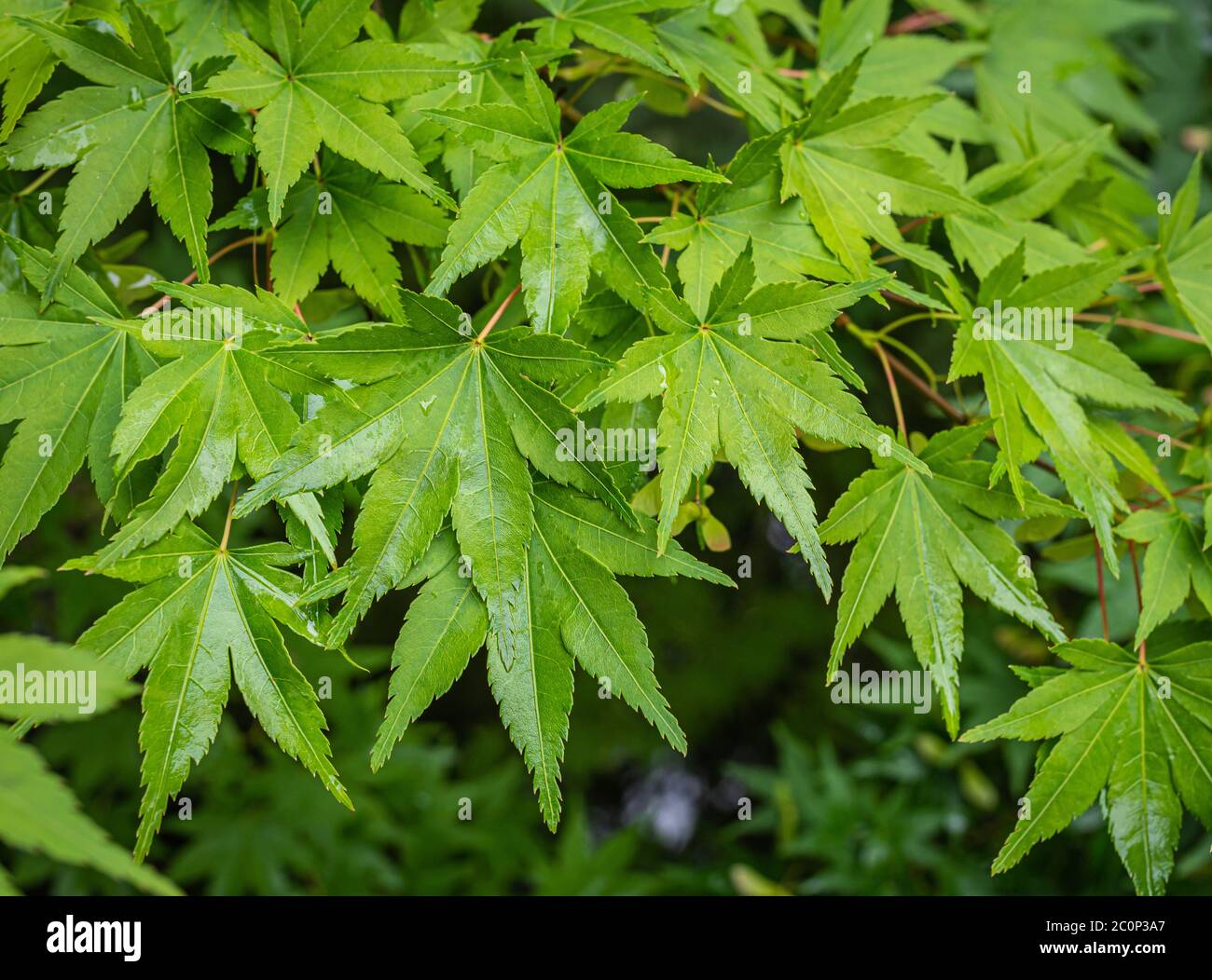 Hojas verdes en las ramas del arce japonés verde campana (Acer palmatum) Foto de stock