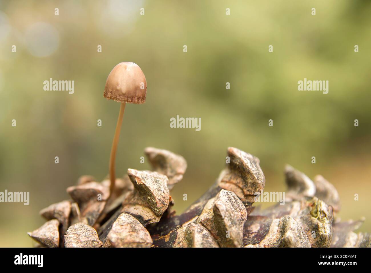 Pequeño hongo micena creciendo en un cono de pino Foto de stock