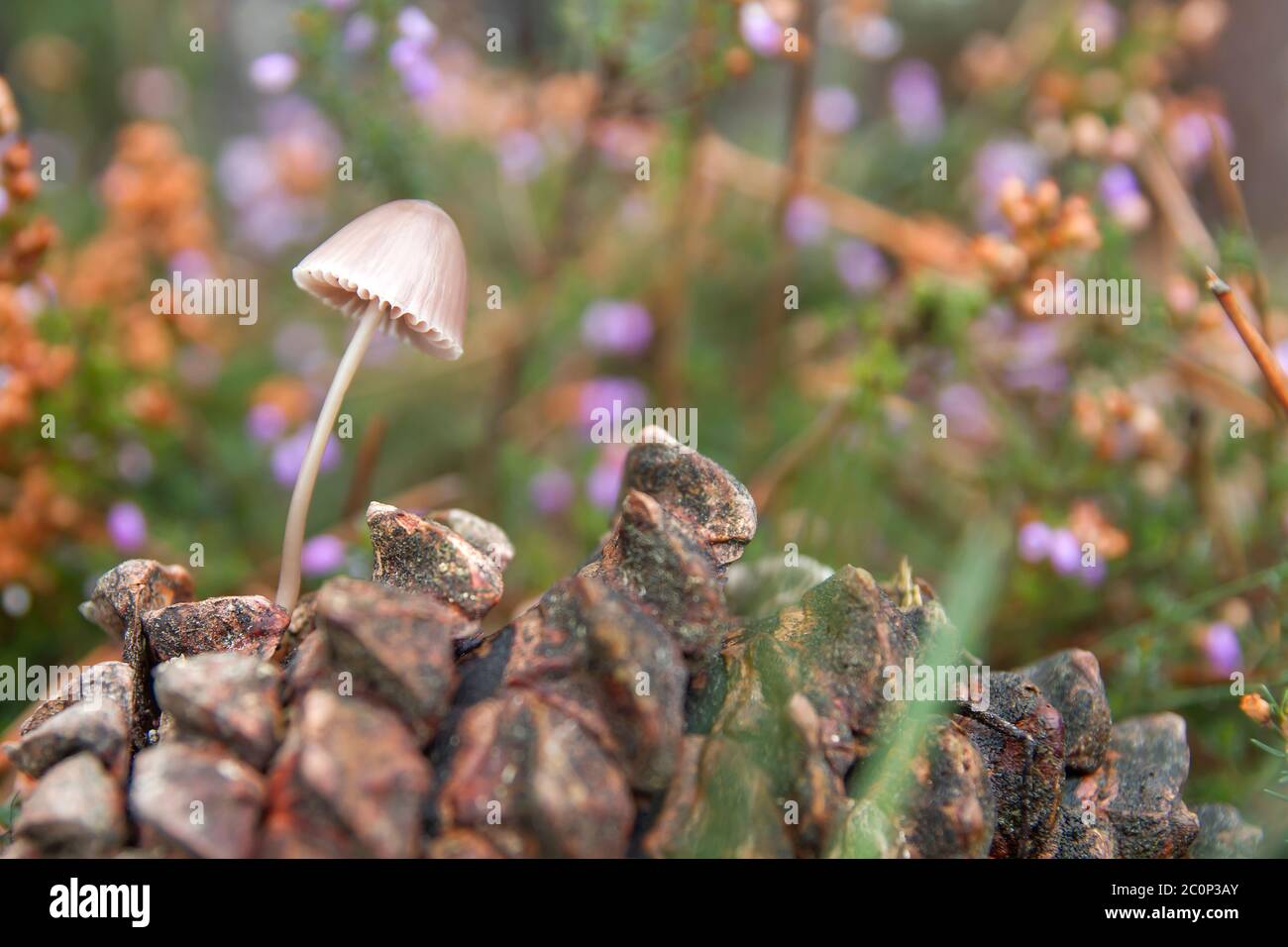 Pequeño hongo micena creciendo en un cono de pino Foto de stock
