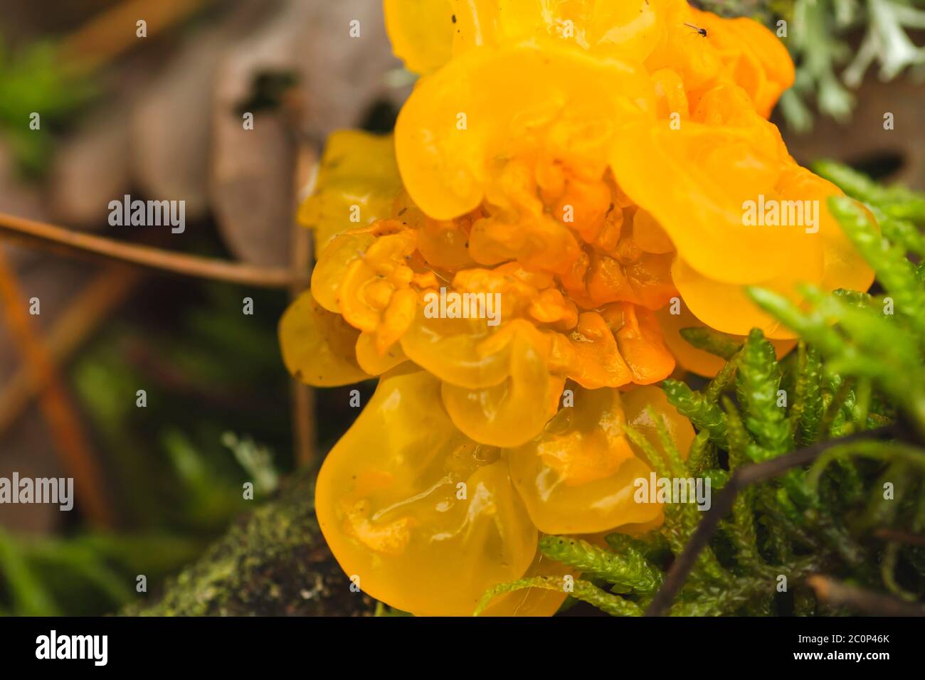 Gelatinous lichen fotografías e imágenes de alta resolución Alamy