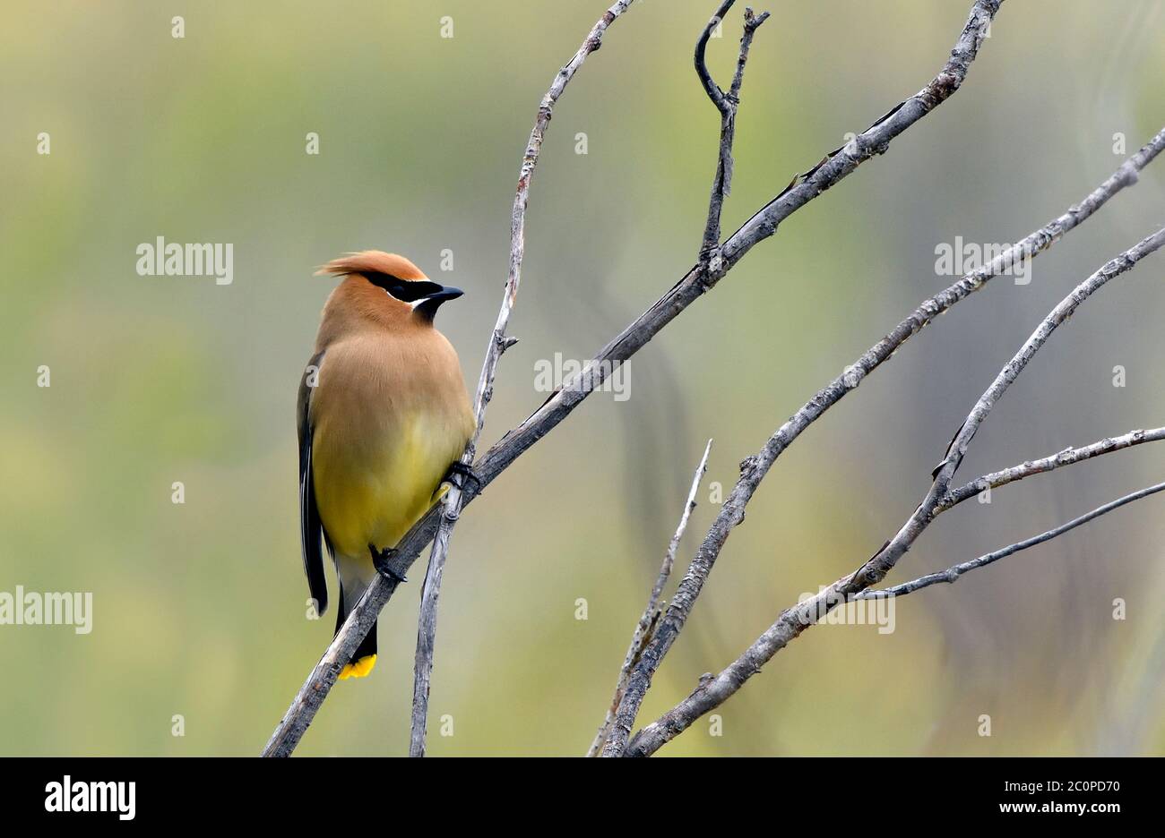 Un cedar waxwing Bombycilla cedrorum 'pájaro', posado sobre una rama de un árbol muerto en la zona rural de Alberta, Canadá Foto de stock