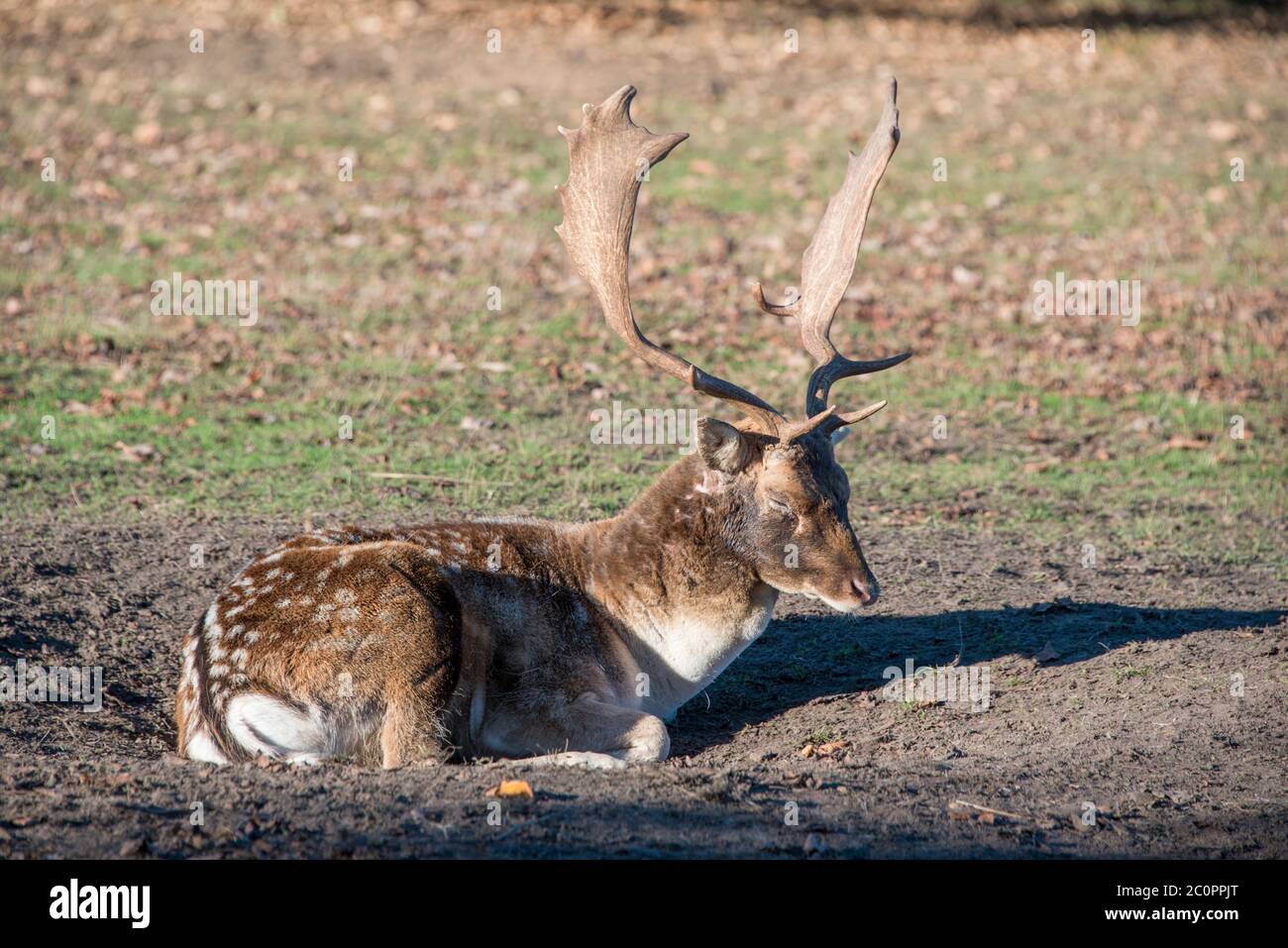 Un ciervo barbecho durante la temporada de corte toma un descanso Foto de stock