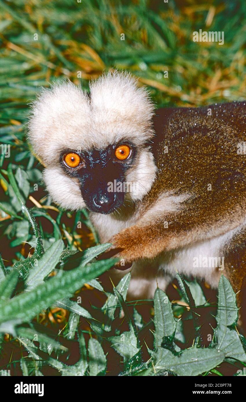 Lemur de frente blanco macho, (Eulemur fulvus albifrons,) del este de Madagascar. Foto de stock