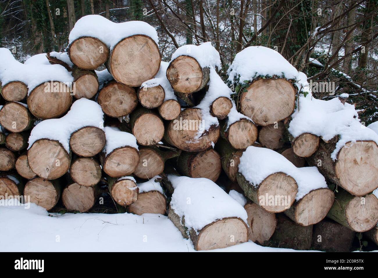 Montón de troncos de madera picados Foto de stock