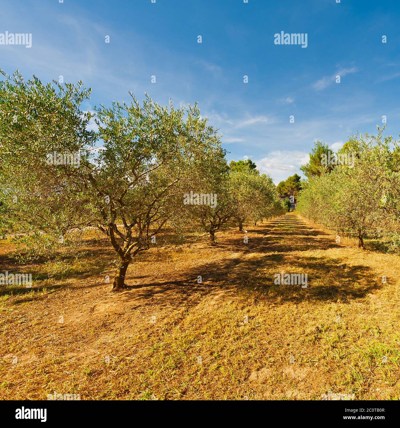 Olive Groves Foto de stock