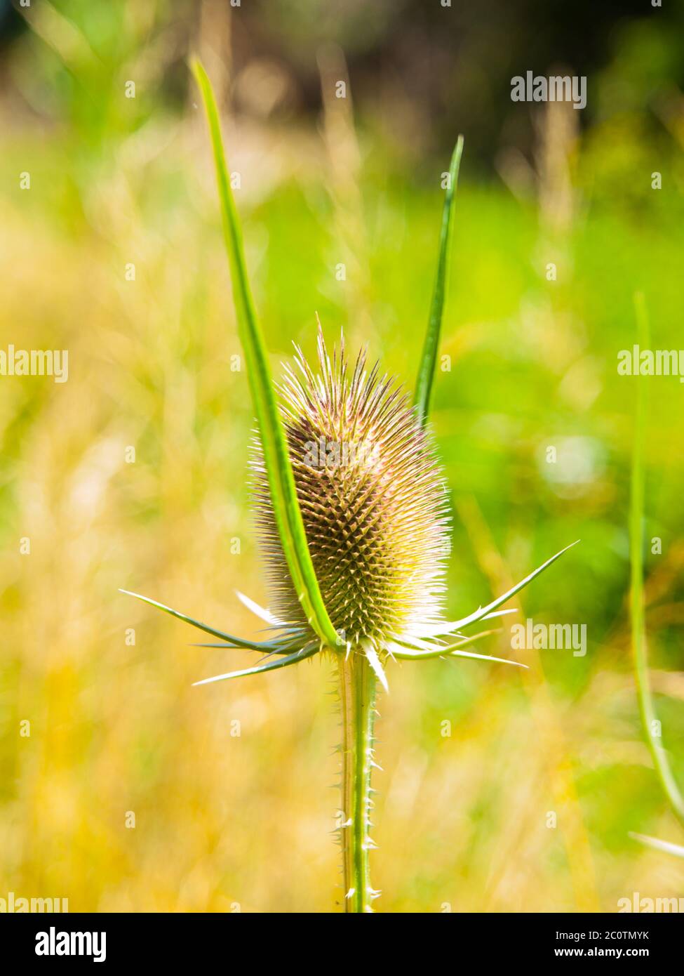 Cucharadita de hoja de corte, Dipsacus laciniatus, en pradera de verano. Profundidad de campo de Shalow. La planta es similar al cardo. Foto de stock