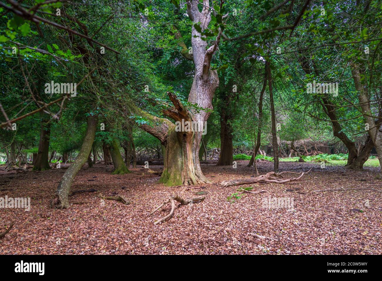 Gran árbol muerto rodeado de bosques verdes Foto de stock