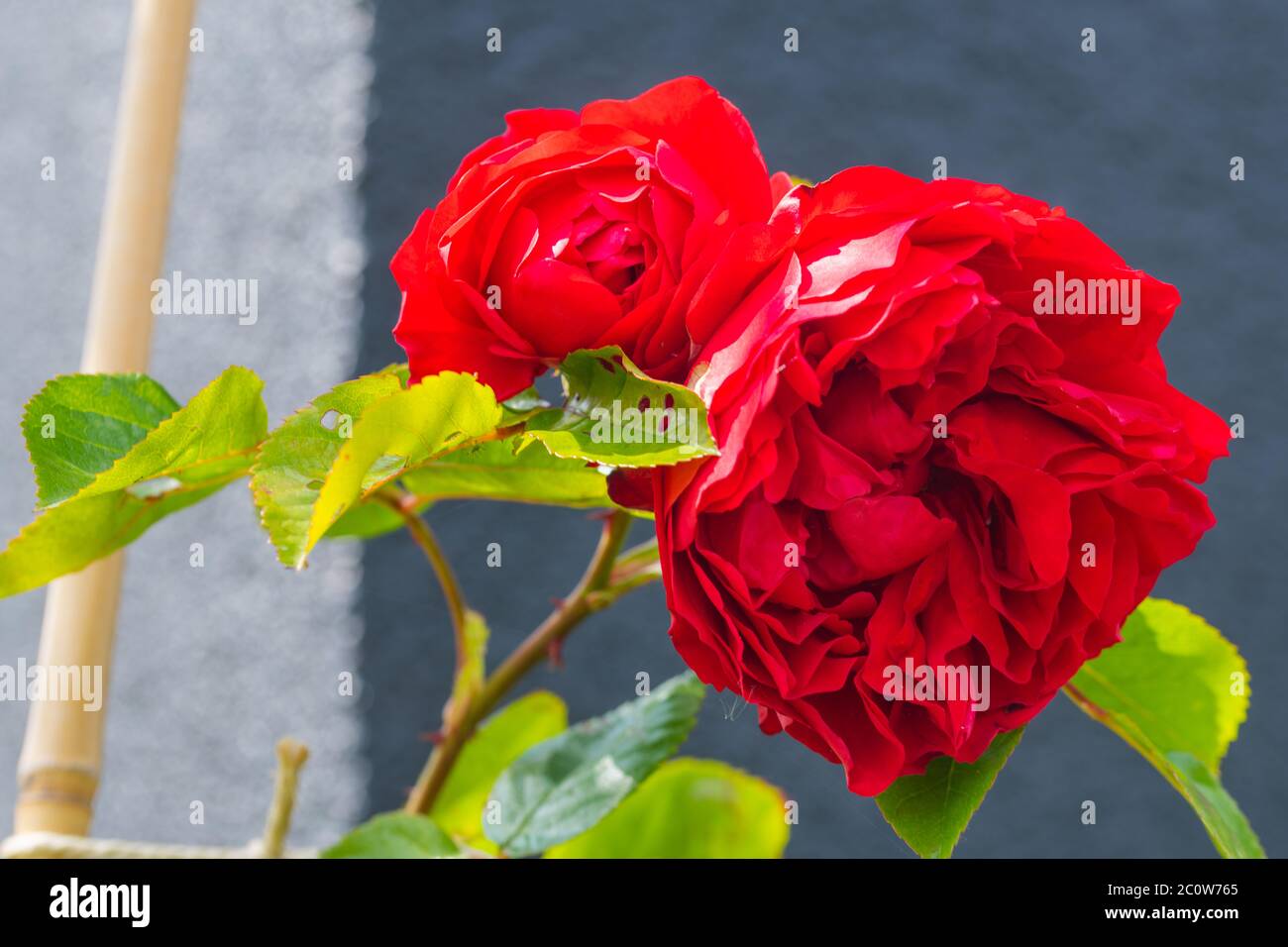 Rosa rosales fotografías e imágenes de alta resolución - Página 9 - Alamy