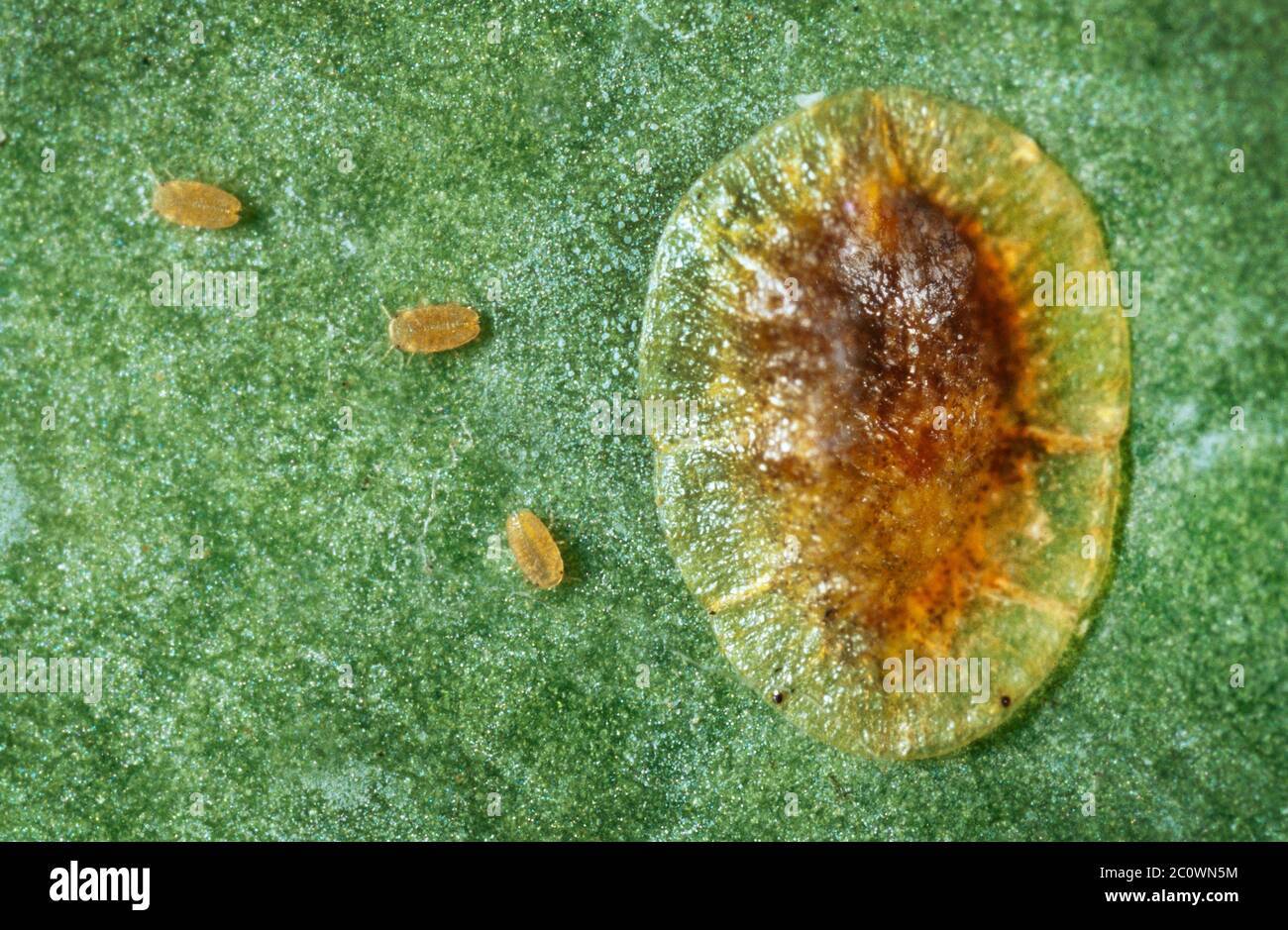 Insecto de escamas marrón suave, Ccoccus hersperidum, con joven Foto de stock