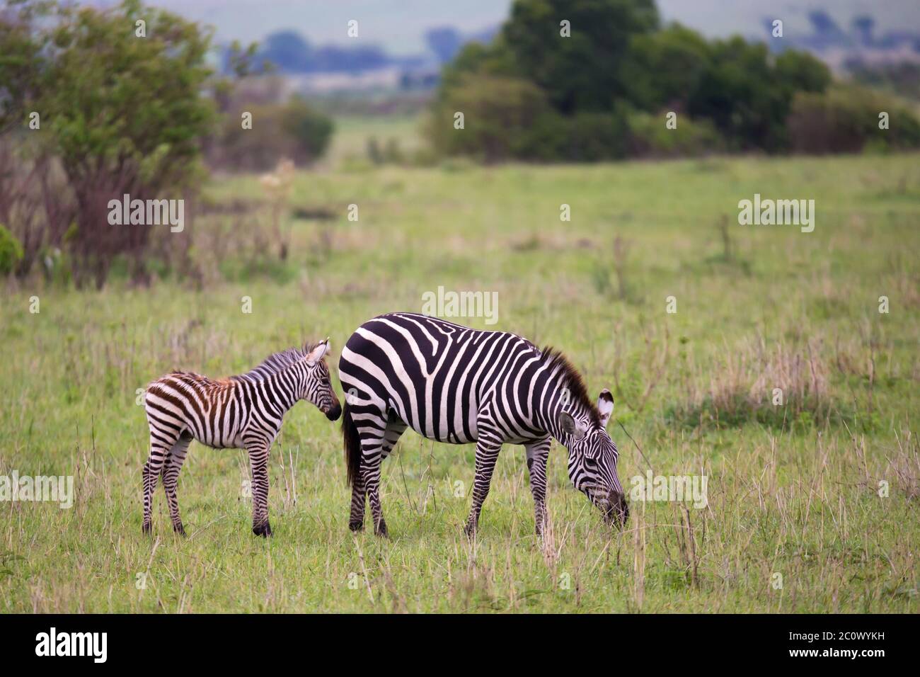 Algunas Zebras en medio de la sabana de Kenia Foto de stock