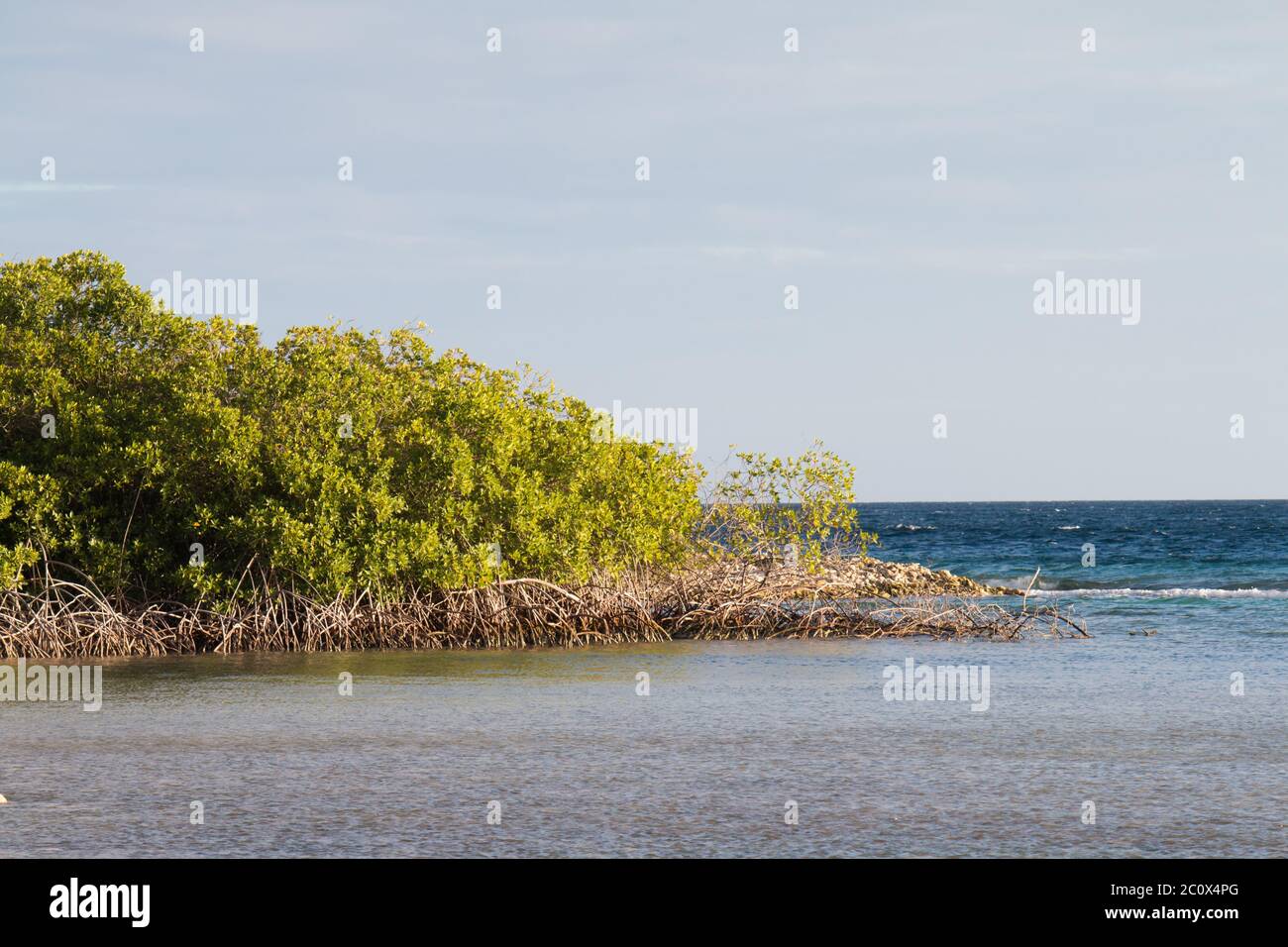 Manglar en la orilla de Mangel Halto, Aruba Foto de stock
