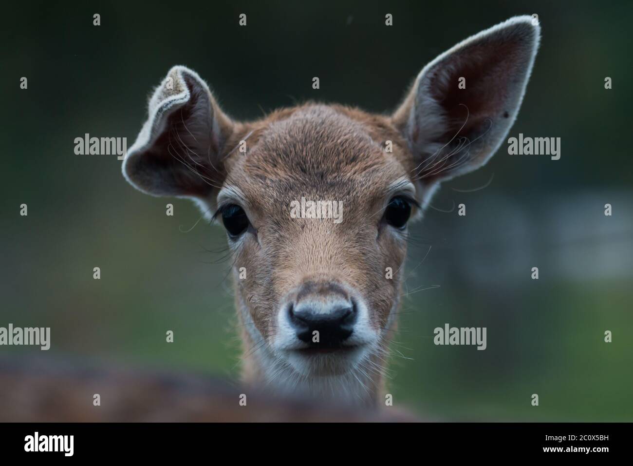 Retrato de un joven ciervo barbecho (Dama dama) que dobla su oreja derecha Foto de stock