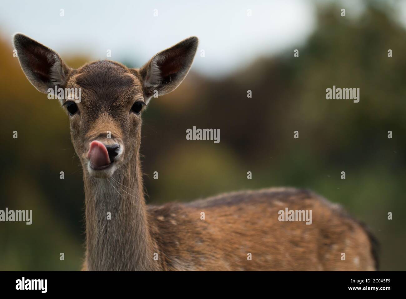 Retrato de un joven ciervo barbecho (Dama dama) lamiendo la nariz Foto de stock