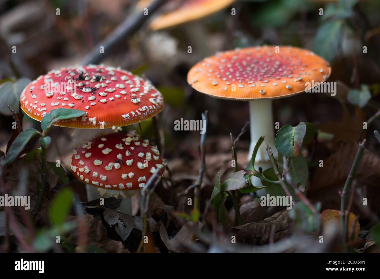 Grupo de tres agáricos de mosca (Amanita muscaria) que crecen en el bosque Foto de stock