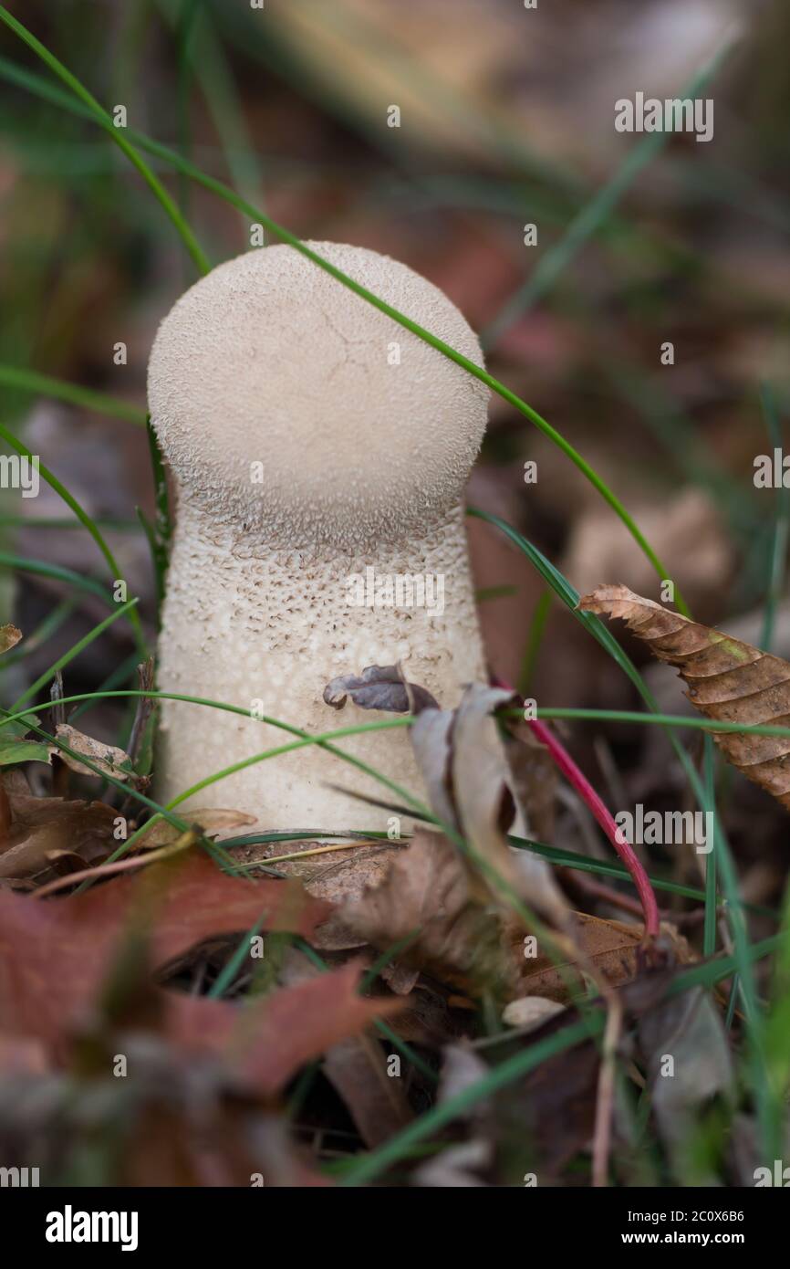 Hongo de bola de frailecillos creciendo en la hierba Foto de stock