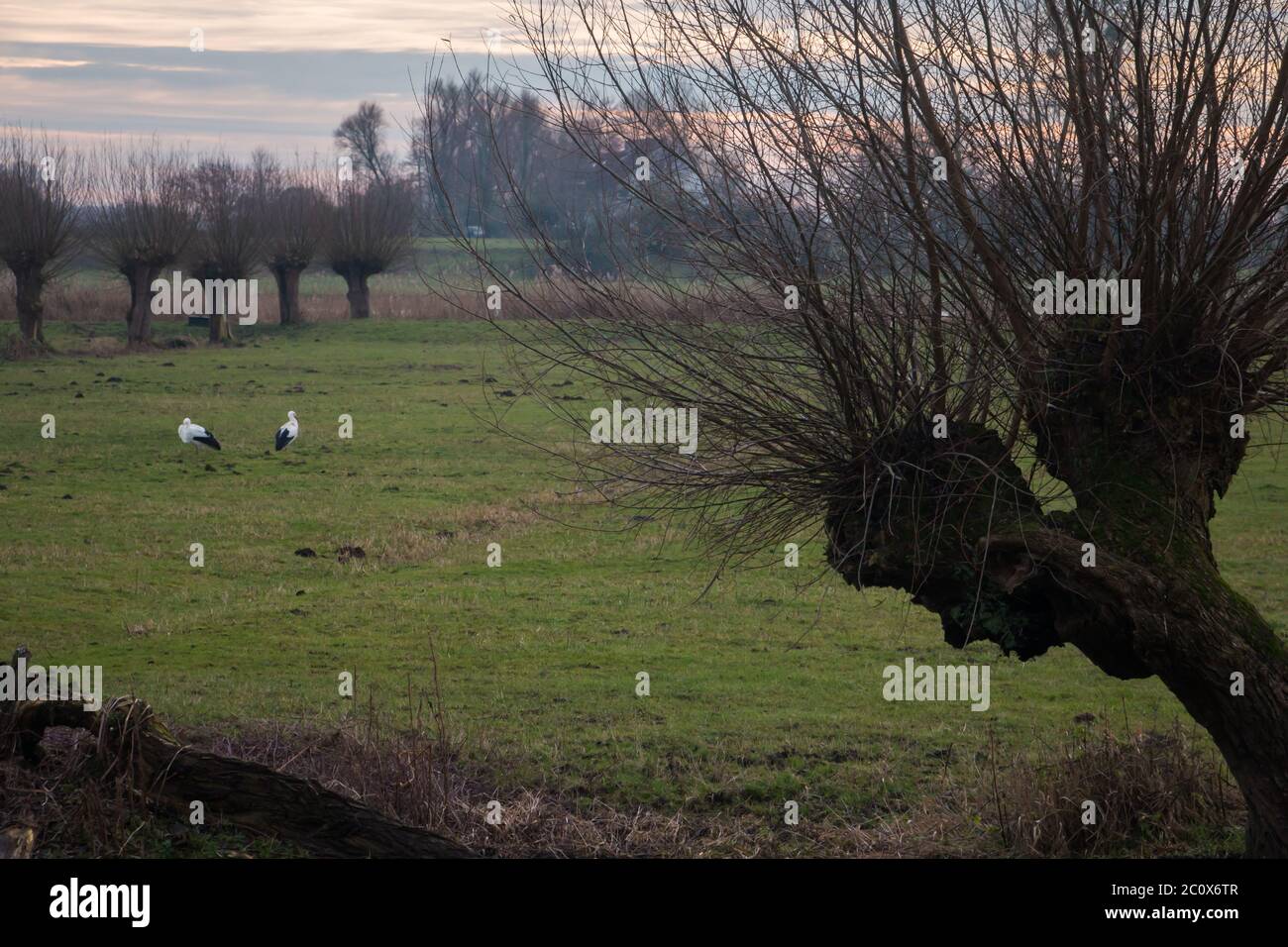 Un par de cigüeñas blancas (Ciconia ciconia) en un prado holandés, con los pollars Foto de stock