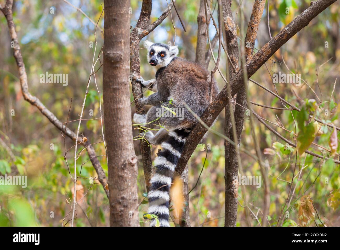 Limur de cola en el parque nacional salvaje de ranomafana Madagascar Foto de stock