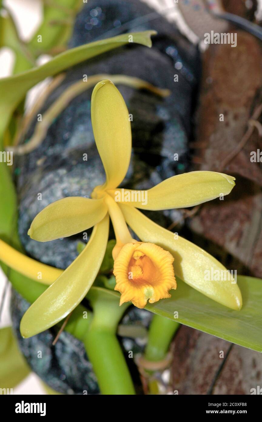 La Vainilla, la orquídea Vanilla planifolia Fotografía de stock - Alamy