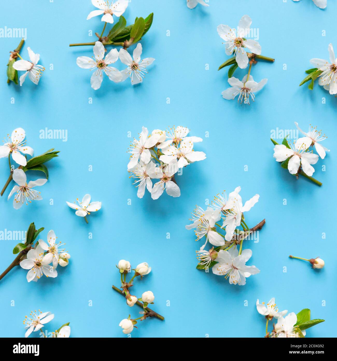 Plano de ramas de guinda de pájaro con flores, inflorescencias-pinceles sobre fondo azul claro. Primavera. Foto de stock