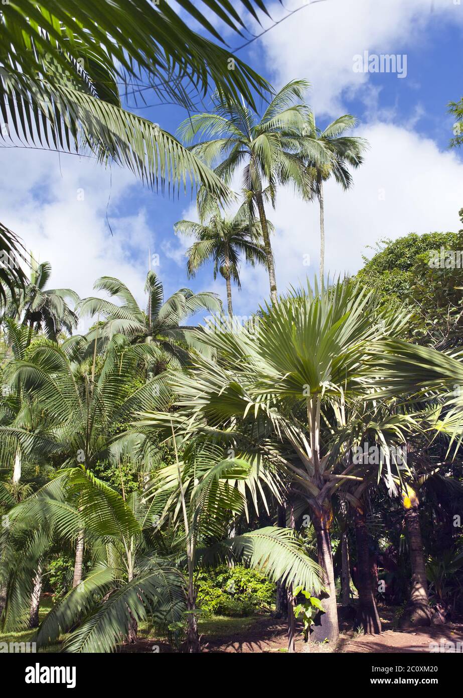 Árboles de clima tropical. Mauricio Foto de stock
