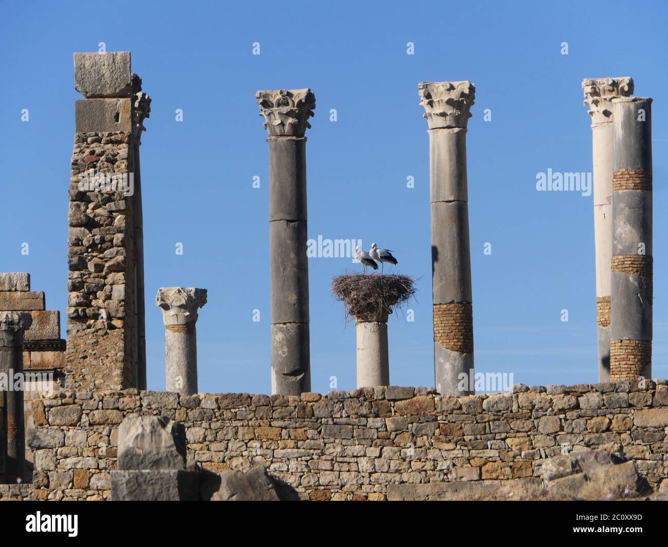 ´s nido de stork en el sitio arqueológico de Volubilis en marruecos Foto de stock