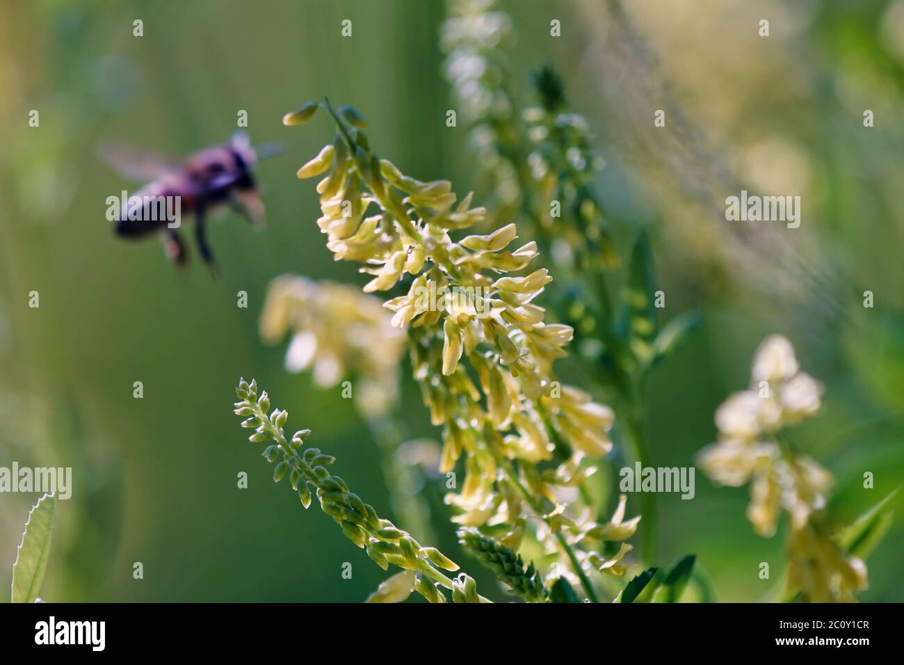 la abeja que recoge néctar en un campo Foto de stock