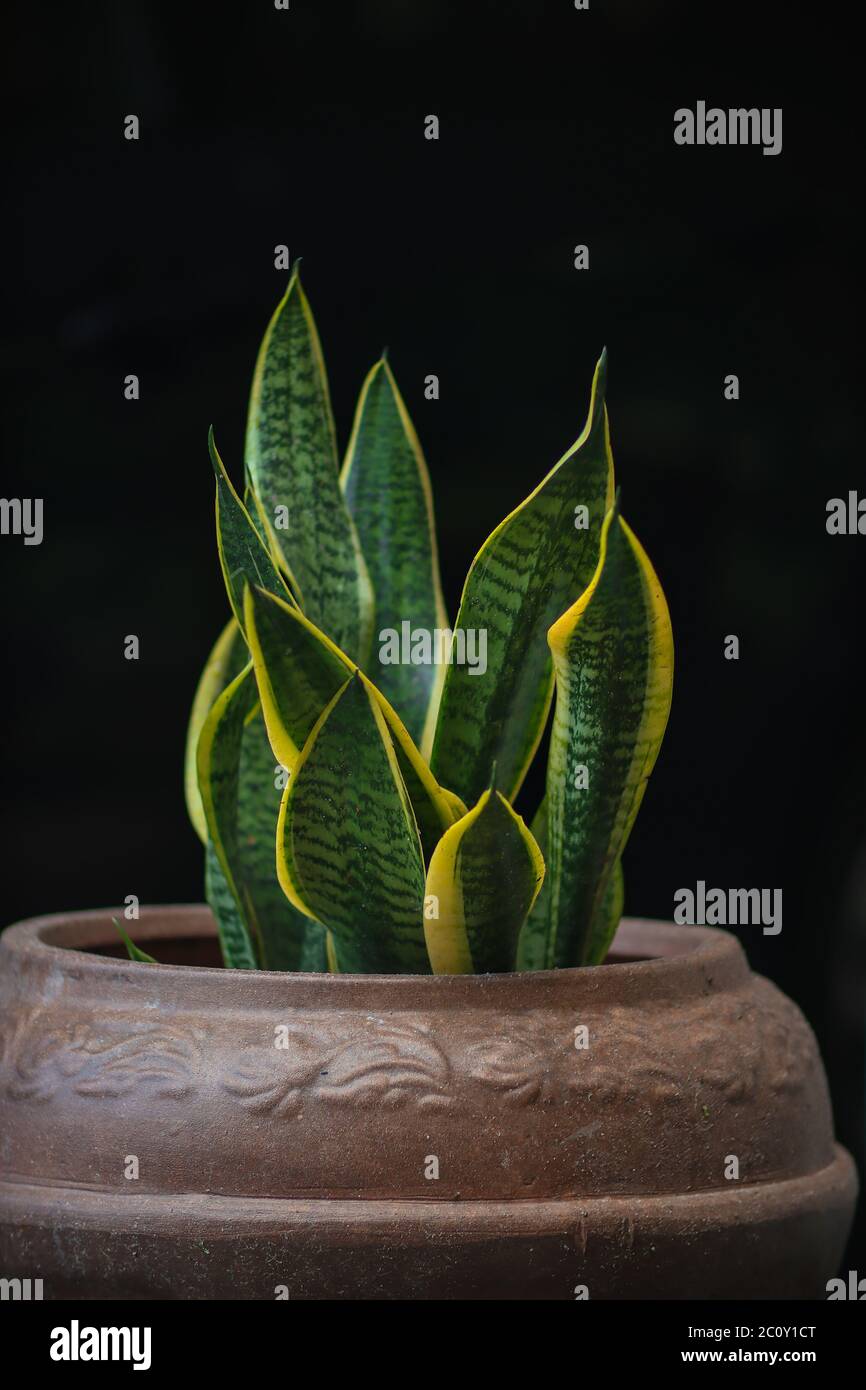 Las plantas de serpientes, también conocidas como la lengua de la Madre en  la Ley y Sansevieria es una planta de interior popular en Malasia  Fotografía de stock - Alamy