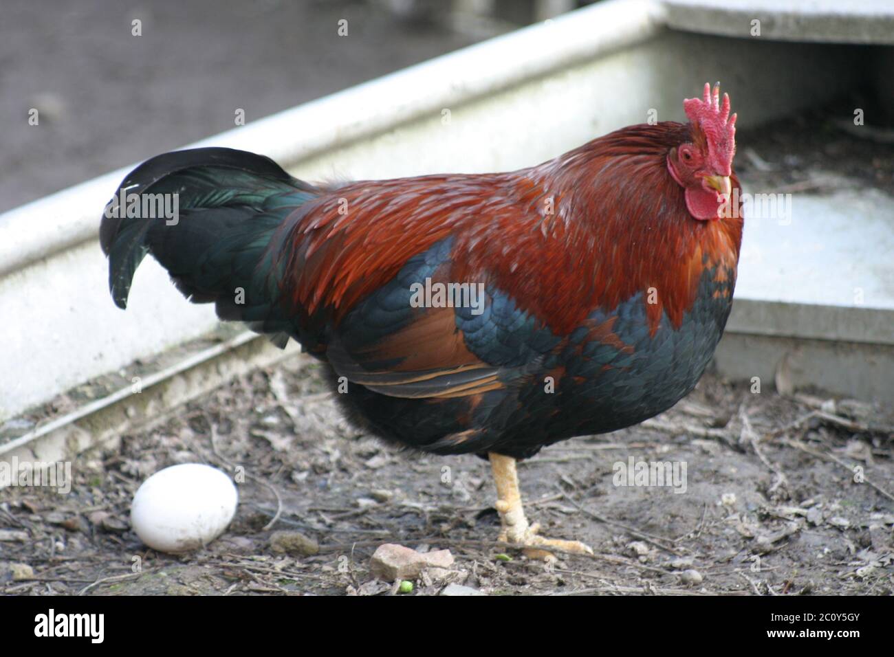 Gallo que pone huevos Foto de stock