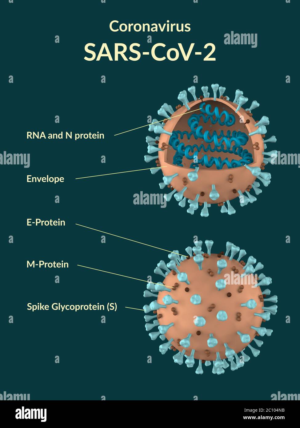 Modelo transversal de partículas del virus coronavirus SARS-CoV-2.  Presentación 3D Fotografía de stock - Alamy