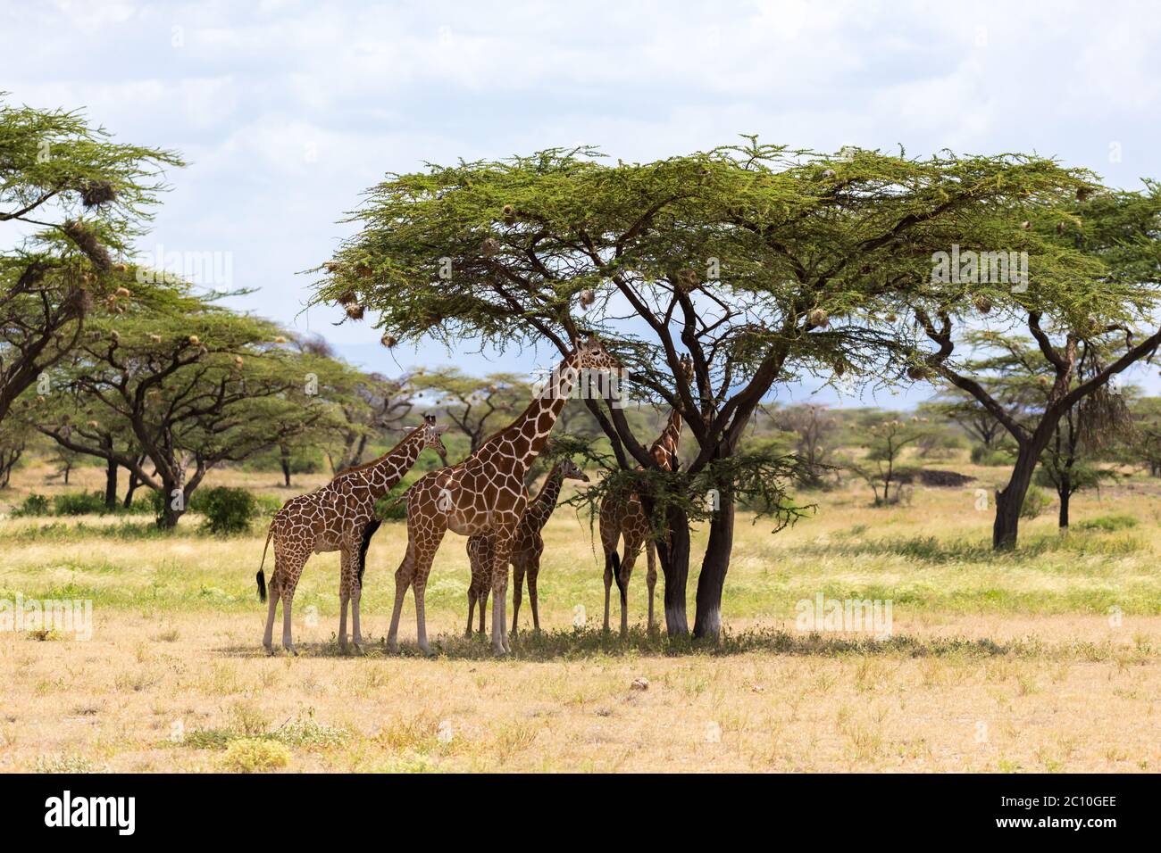 Los jirafas comen hojas de los árboles de acacia Fotografía de stock - Alamy