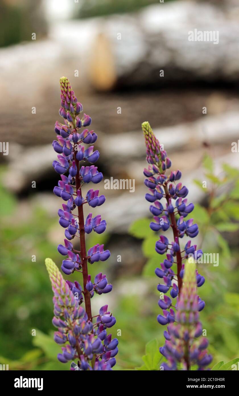 Violeta salvaje fotografías e imágenes de alta resolución - Alamy