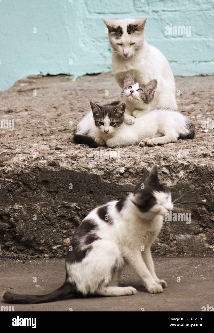 Familia de cuatro gatos en el porche de piedra Foto de stock