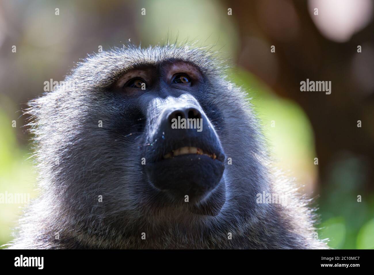 parque natural, conducción de juegos, cabello, sentado, fotografía, babuino aislado, animales, cara babuino, criatura, mara, masai, divertido, reserva, majestuoso, endangere Foto de stock