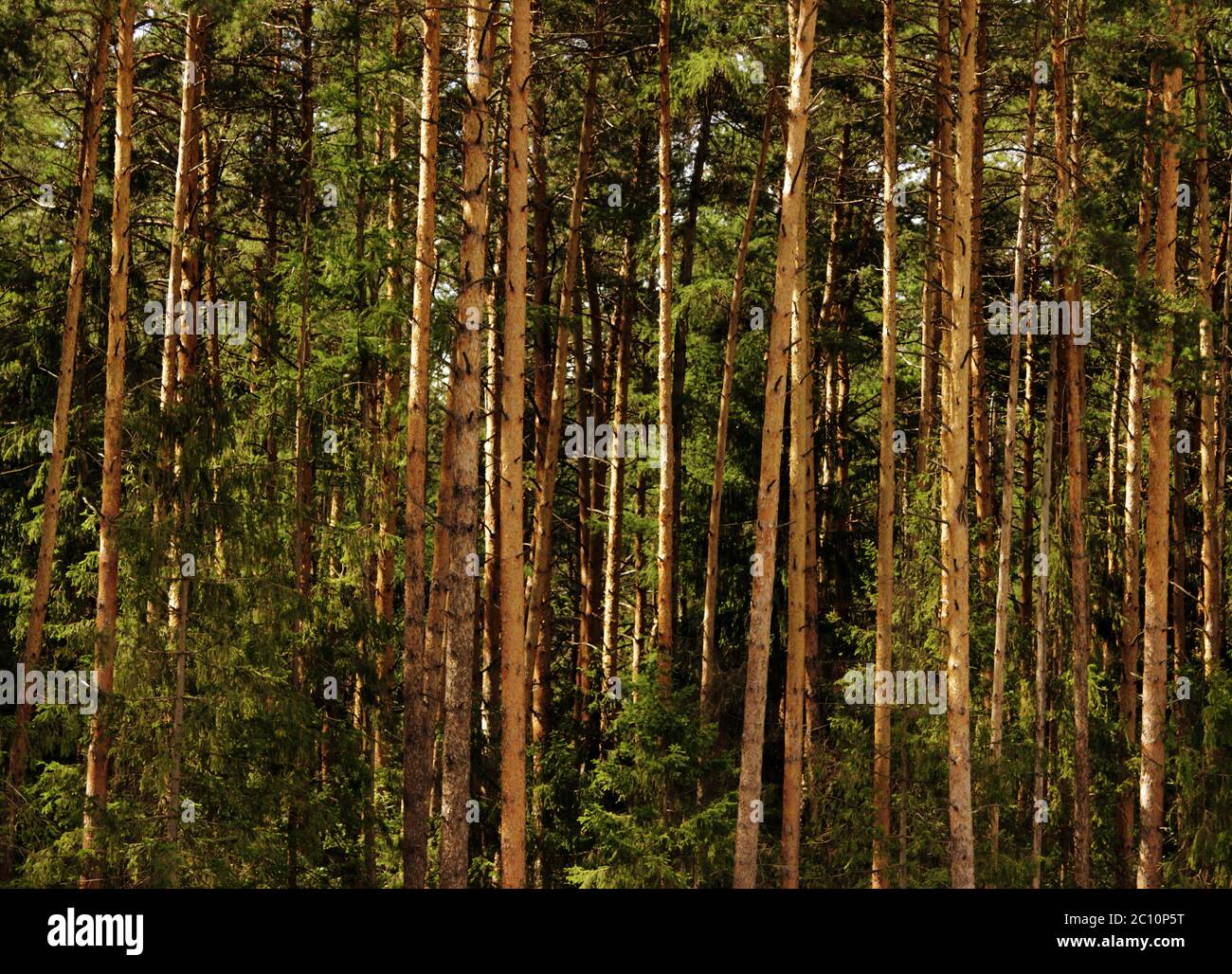 bosque de pinos con árboles, iluminado por el sol después de una lluvia de verano Foto de stock